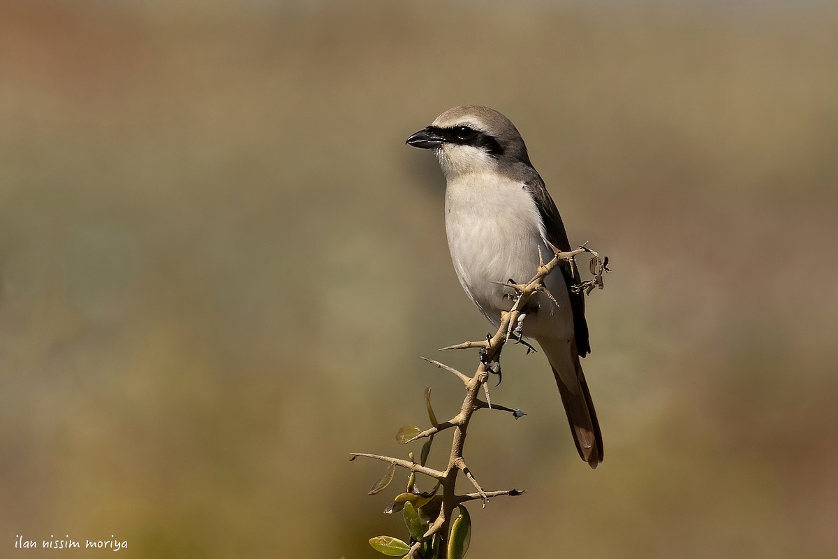 Red-tailed Shrike - ML633948084