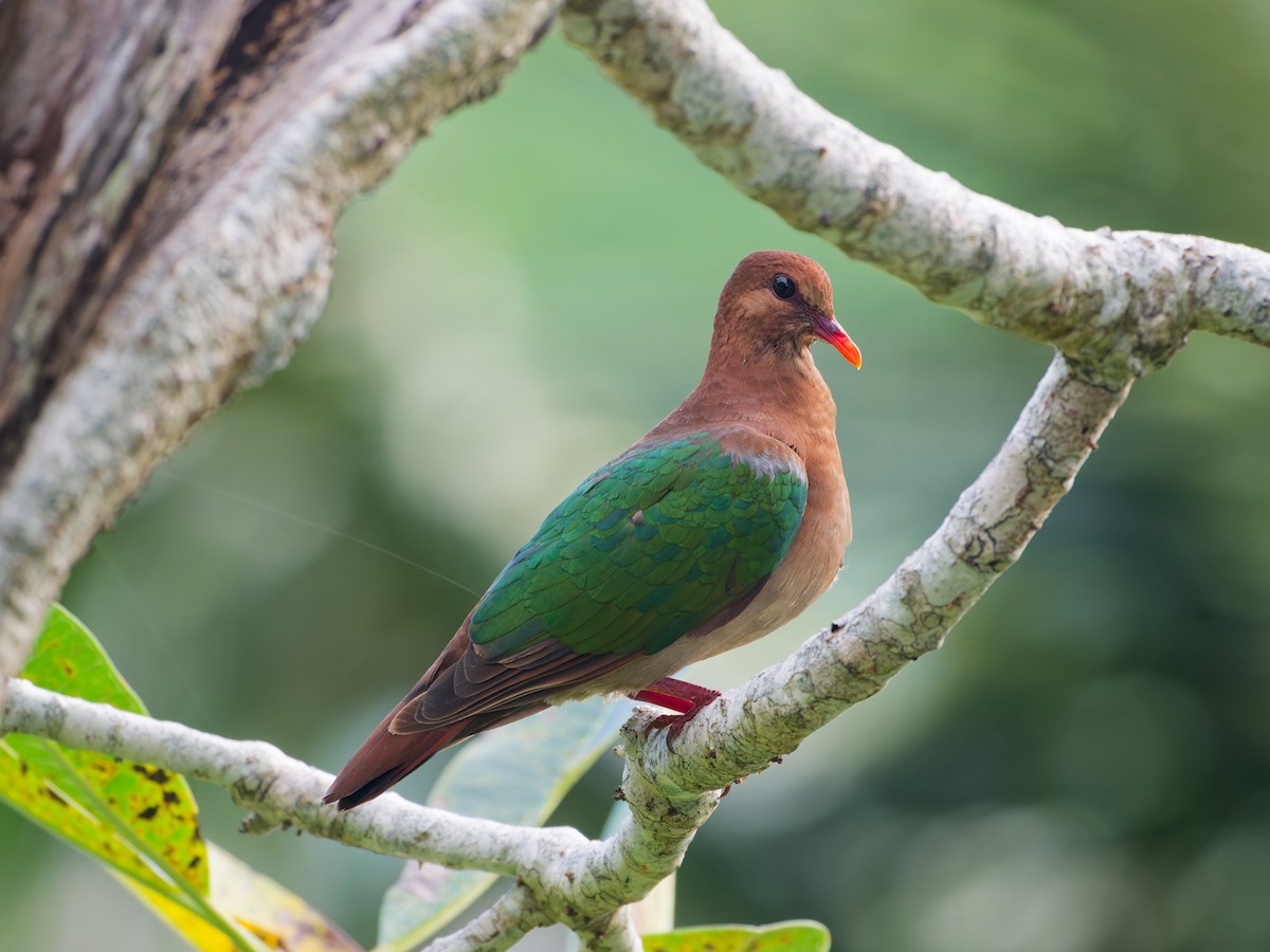 Pacific Emerald Dove - ML633948107