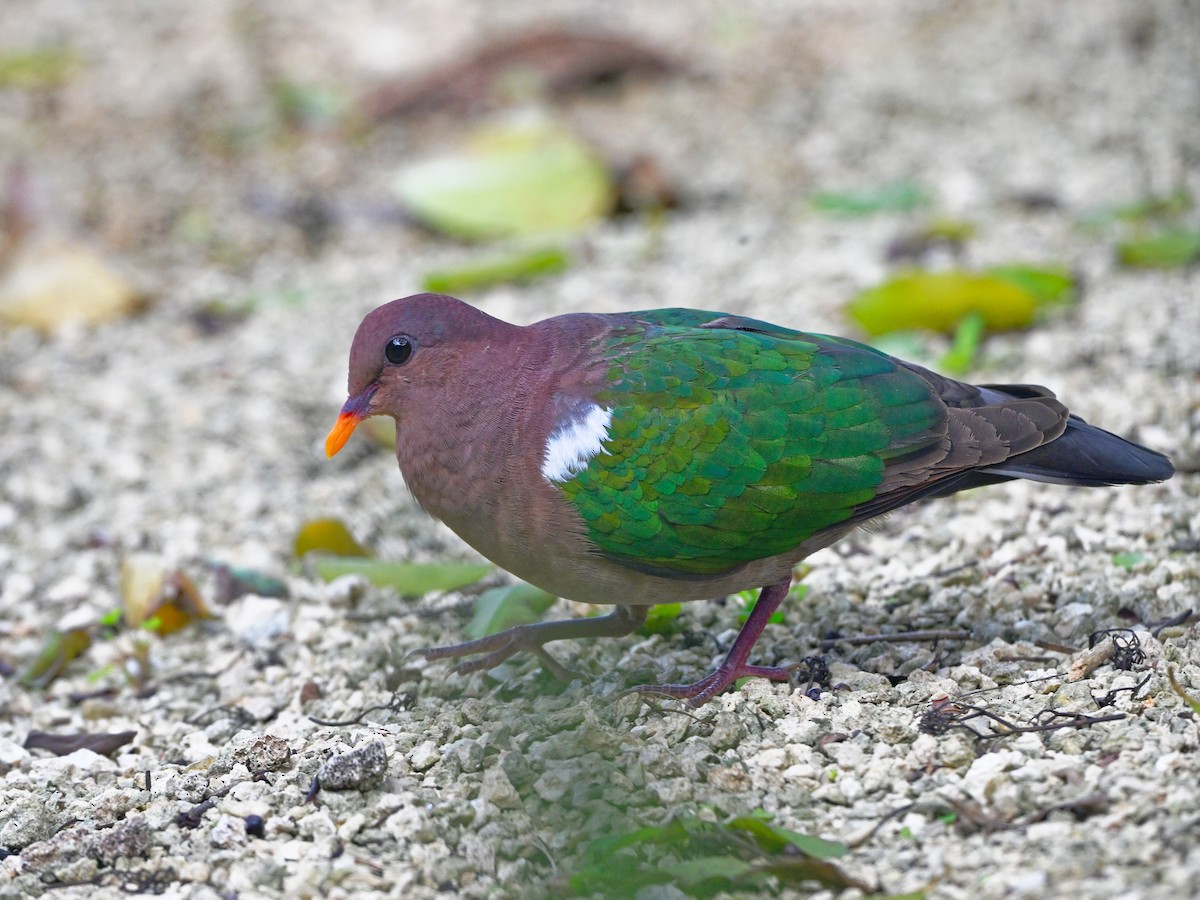 Pacific Emerald Dove - ML633948115