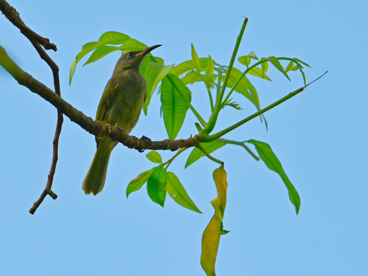Dark-brown Honeyeater - ML633948176