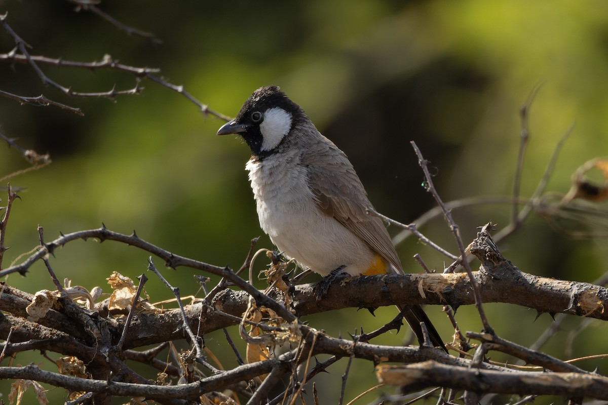 Bulbul à oreillons blancs - ML633948210