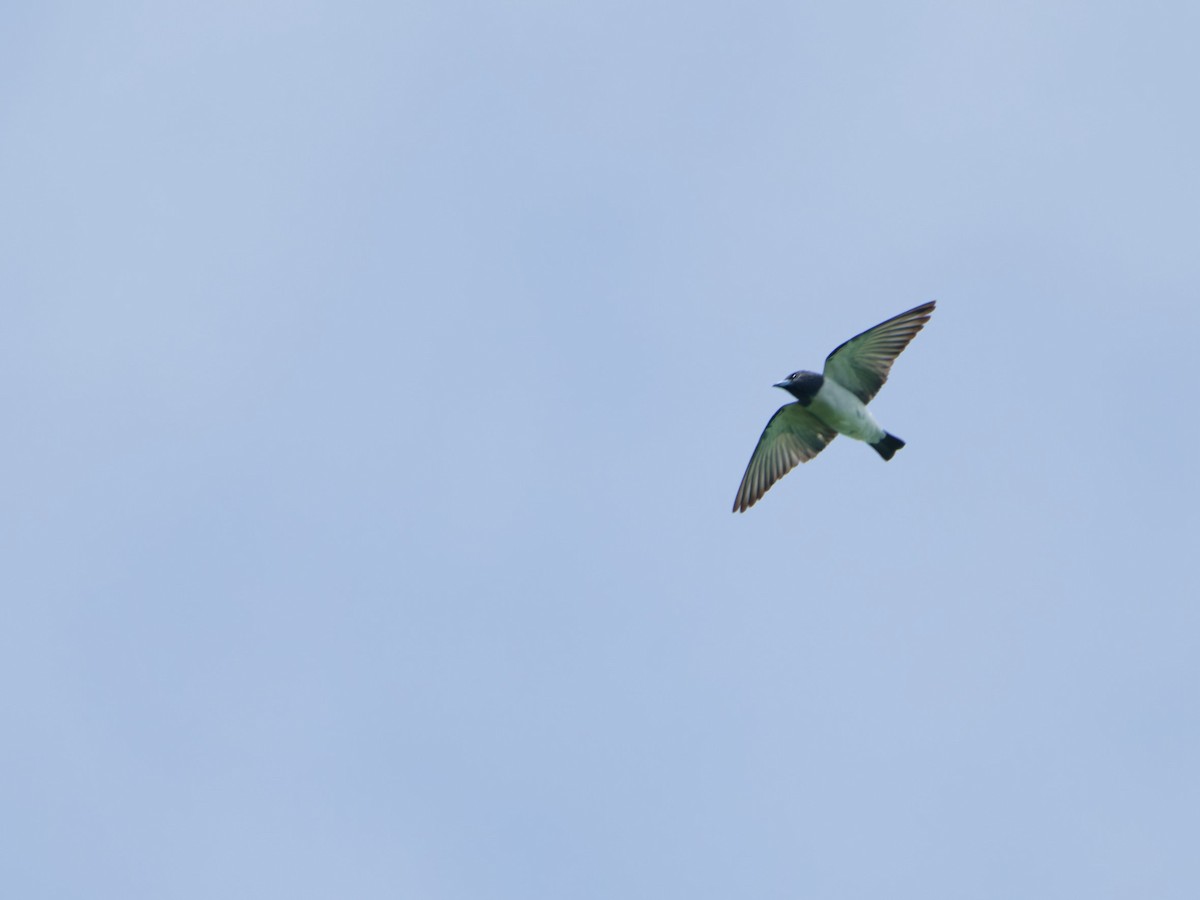 White-breasted Woodswallow - ML633948265