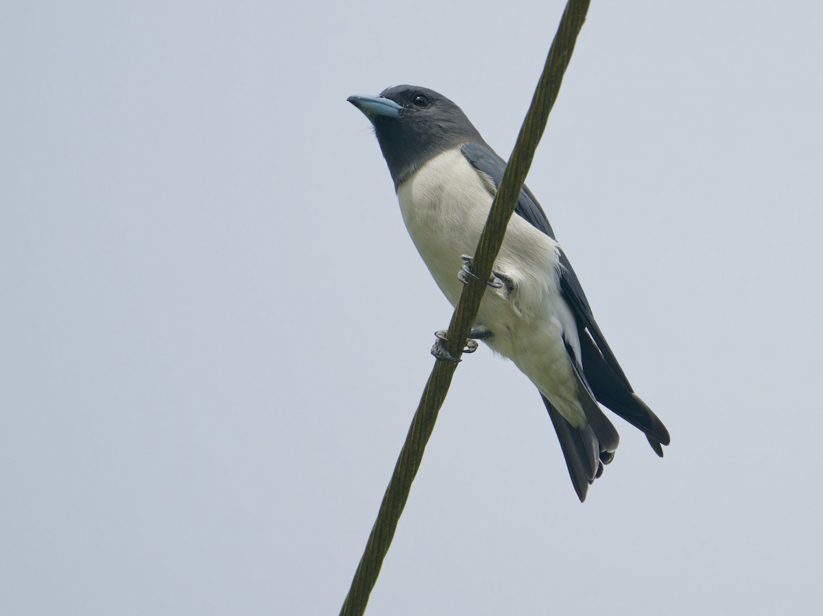 White-breasted Woodswallow - ML633948266