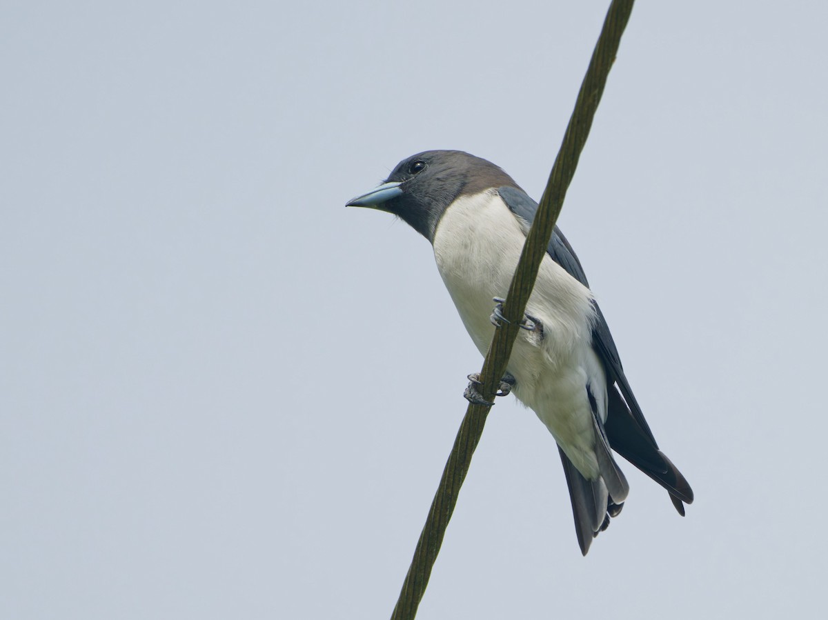 White-breasted Woodswallow - ML633948267