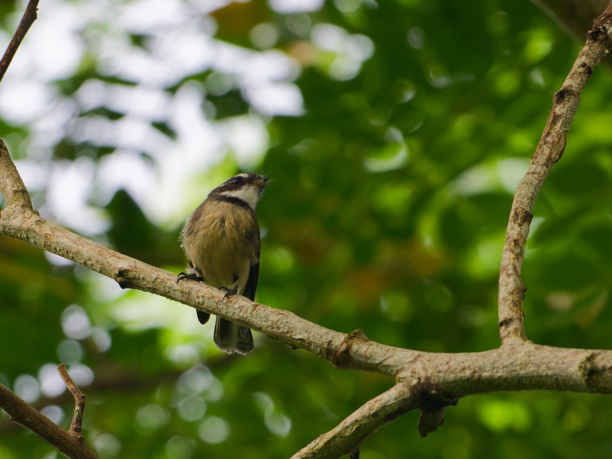 Gray Fantail - ML633948270