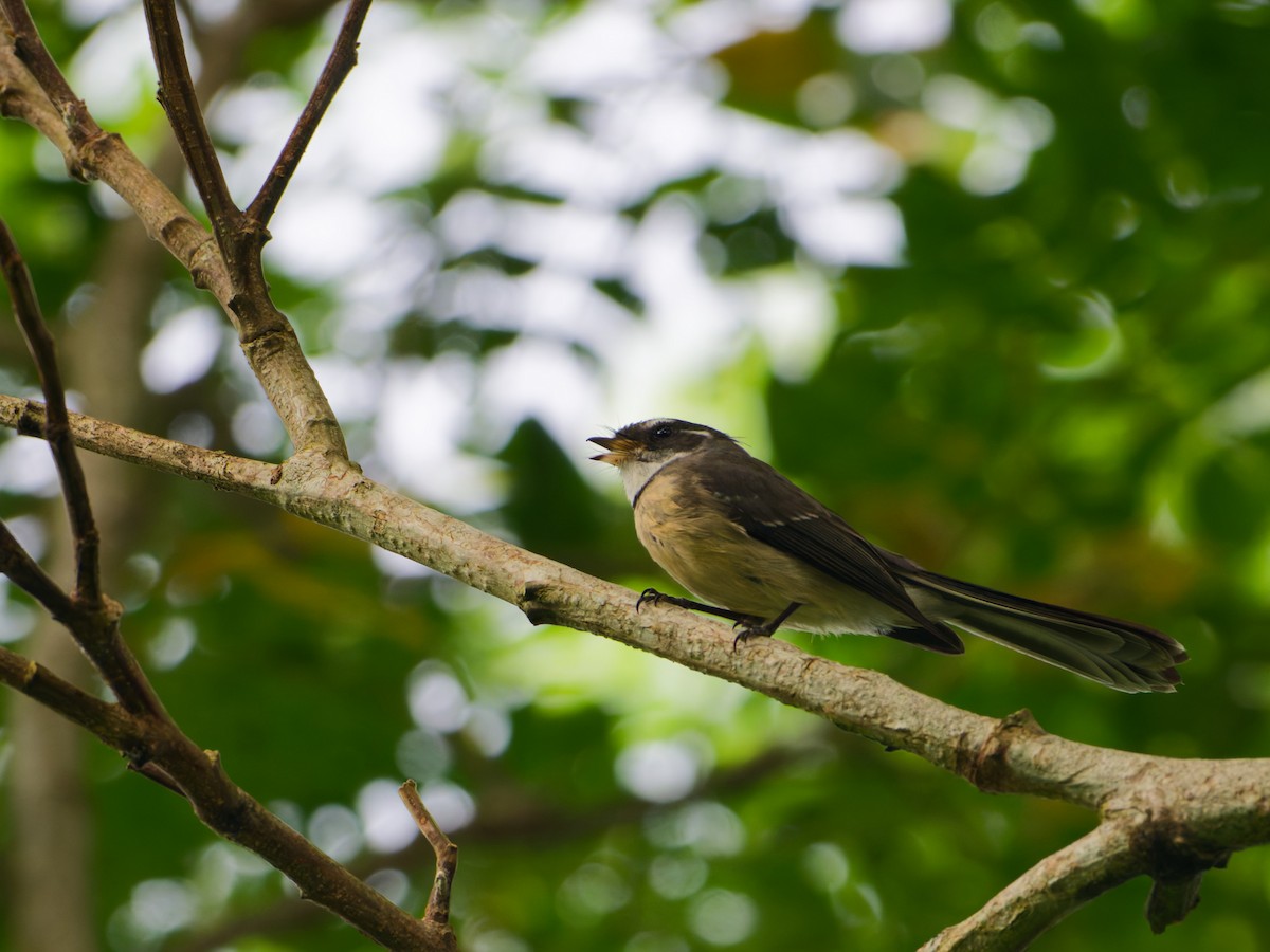 Gray Fantail - ML633948271