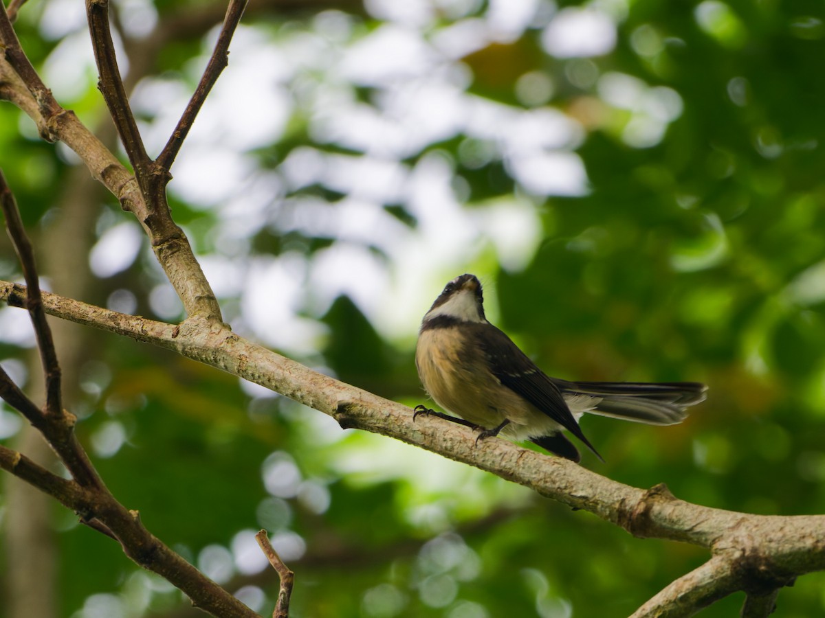 Gray Fantail - ML633948272