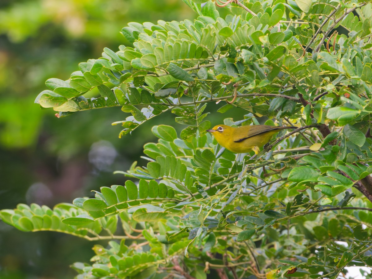 Yellow-fronted White-eye - ML633948274