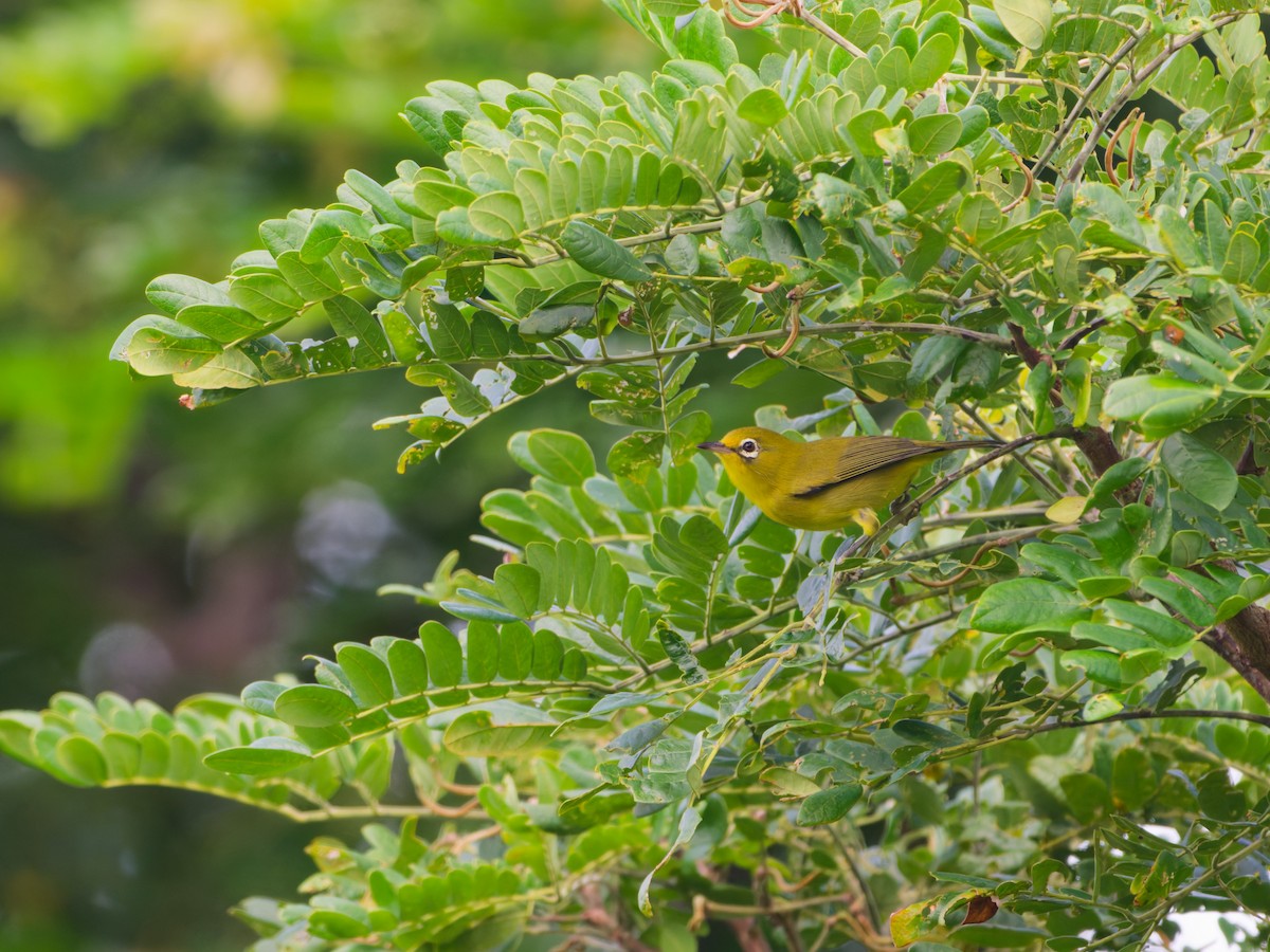 Yellow-fronted White-eye - ML633948275