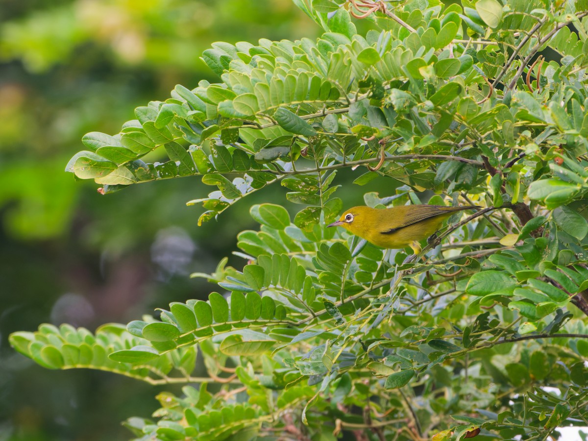 Yellow-fronted White-eye - ML633948276