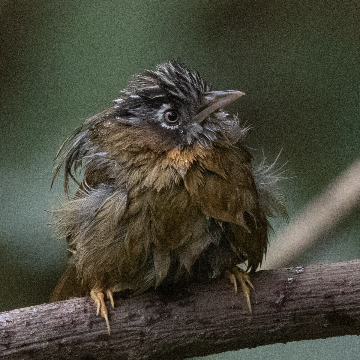 Gray-throated Babbler - ML633948413