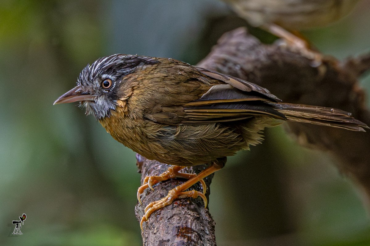 Gray-throated Babbler - ML633948422