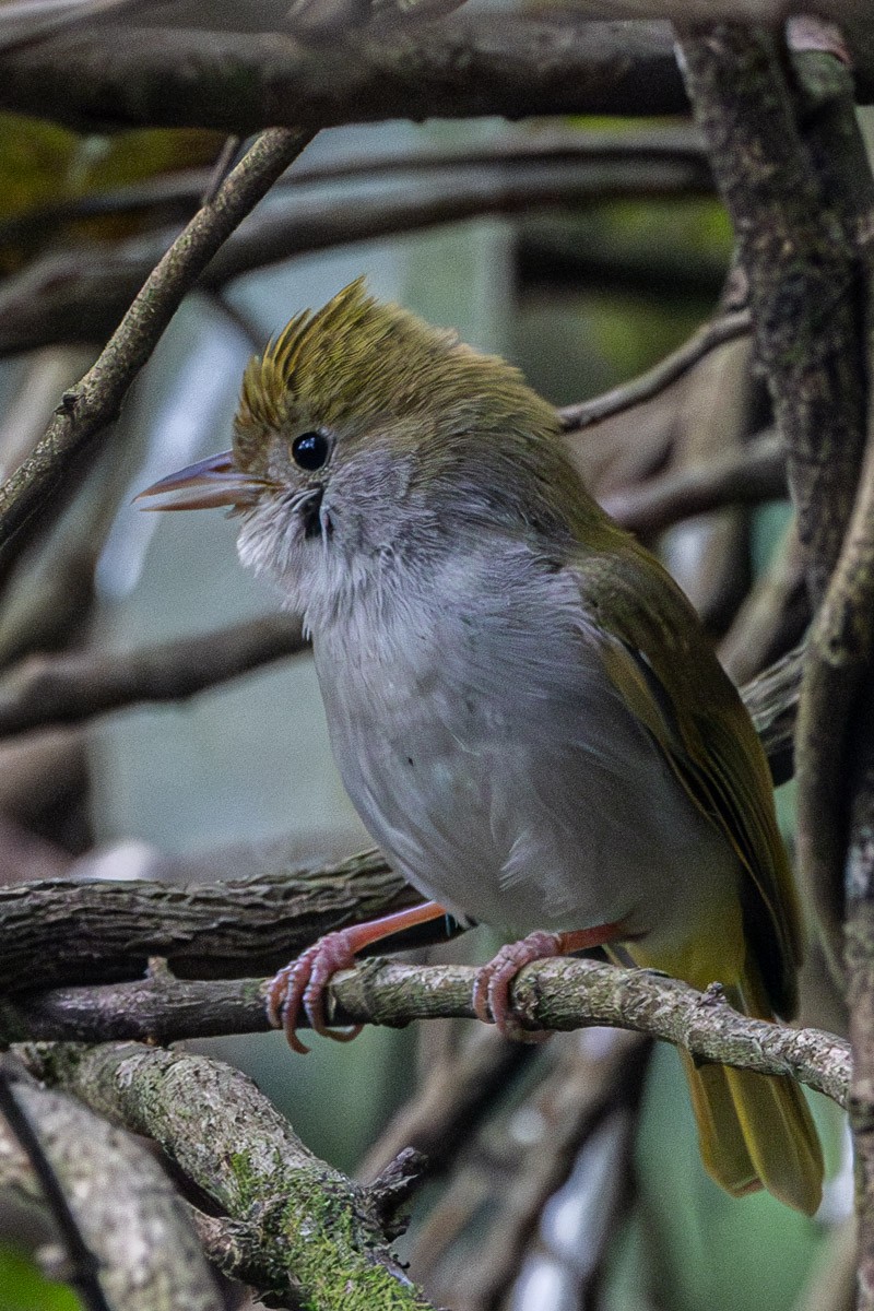 White-bellied Erpornis - ML633948462
