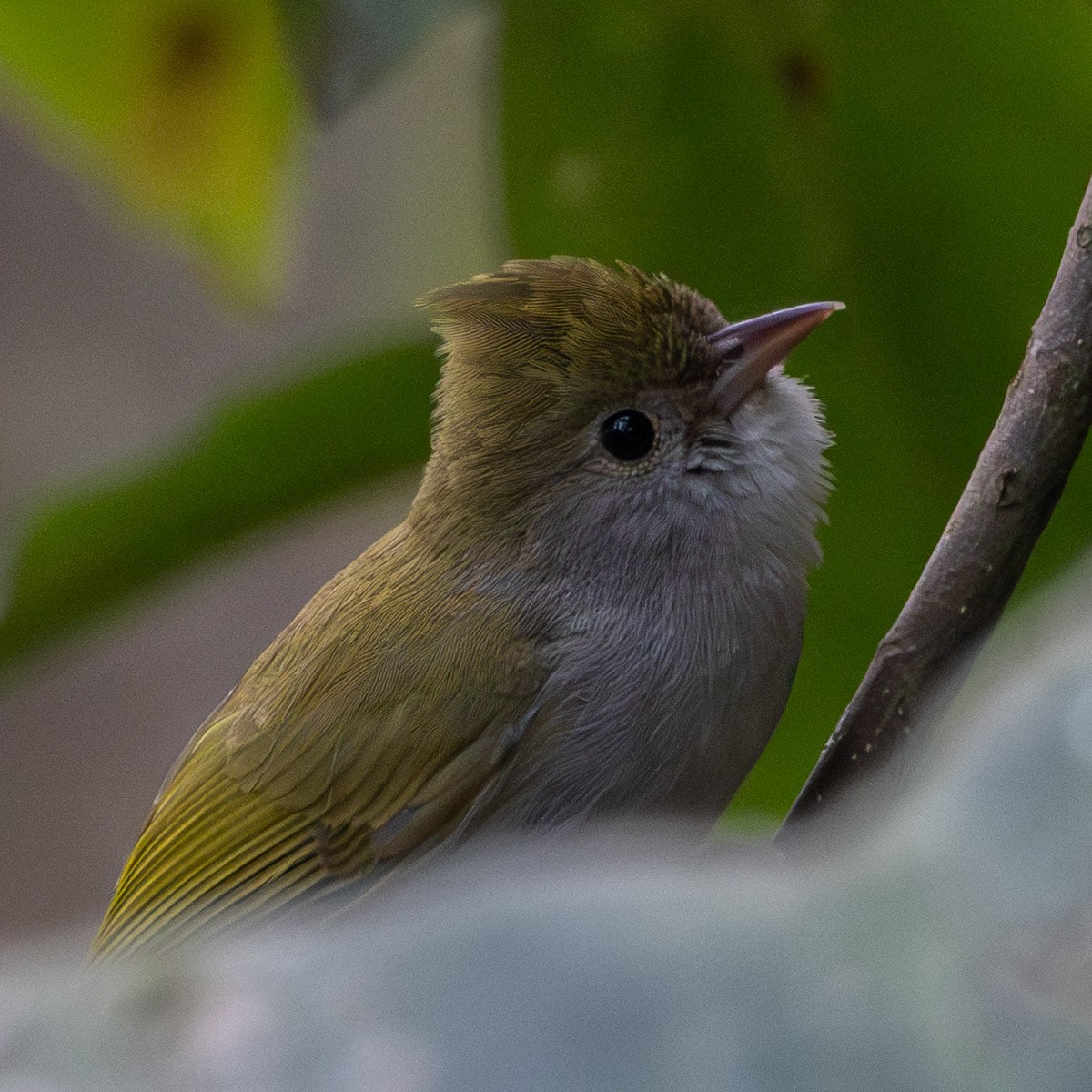 White-bellied Erpornis - ML633948463