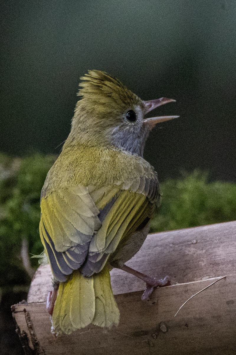White-bellied Erpornis - ML633948464
