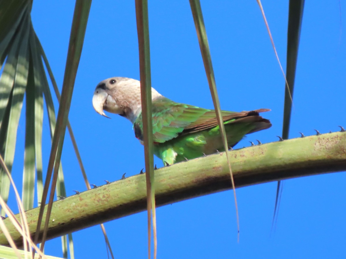 Brown-necked Parrot - ML633948558