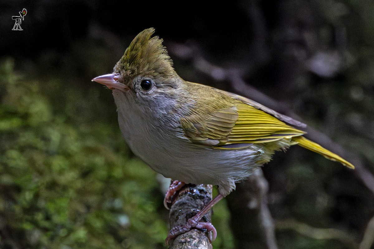 White-bellied Erpornis - ML633948582