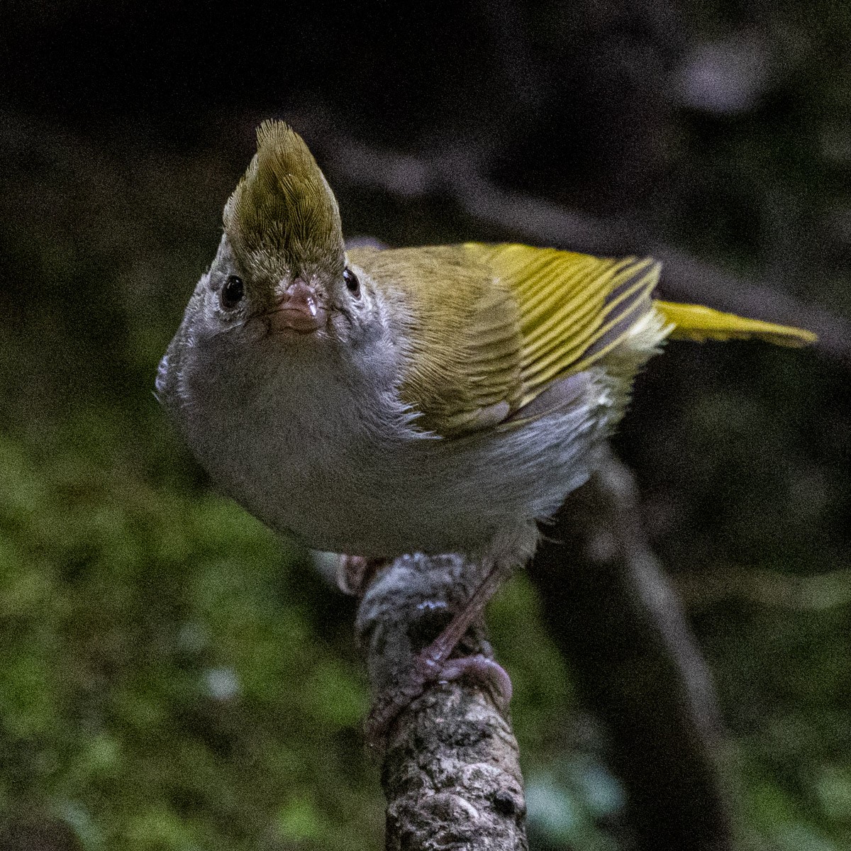 White-bellied Erpornis - ML633948583