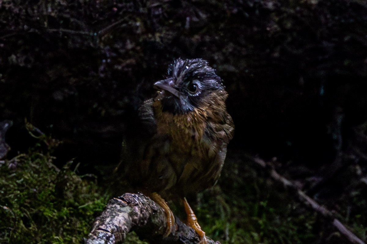 Gray-throated Babbler - ML633948593