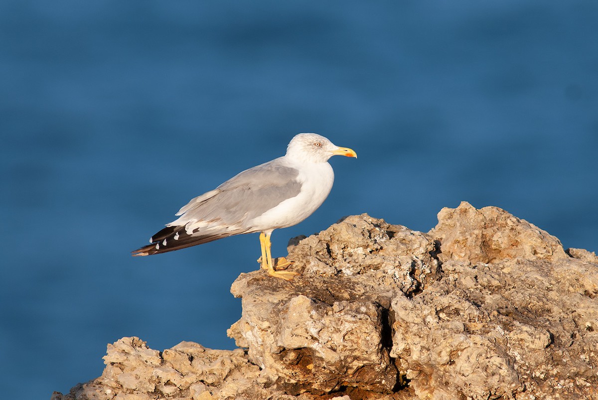 Yellow-legged Gull - ML633948646