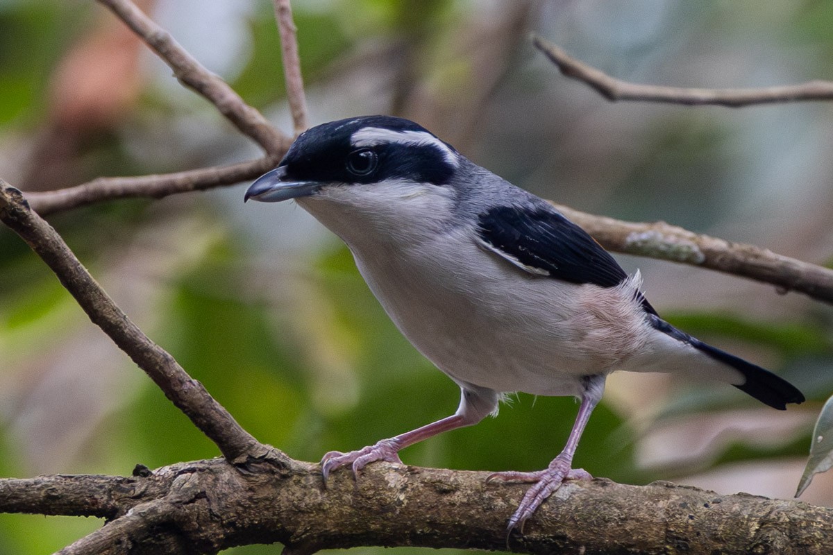 White-browed Shrike-Babbler - ML633948698