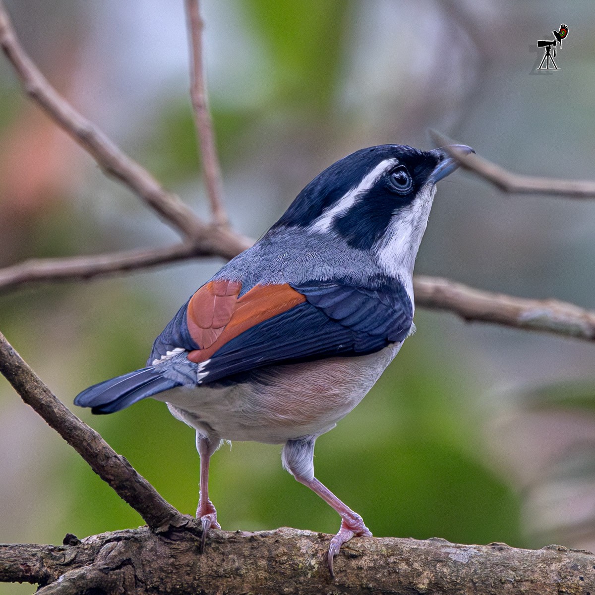 White-browed Shrike-Babbler - ML633948699