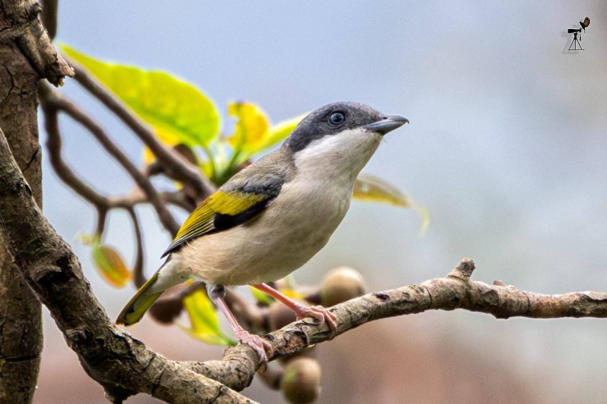 White-browed Shrike-Babbler - ML633948700