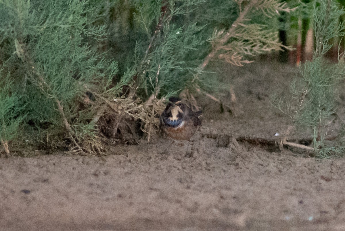 Bluethroat (White-spotted) - ML633948733