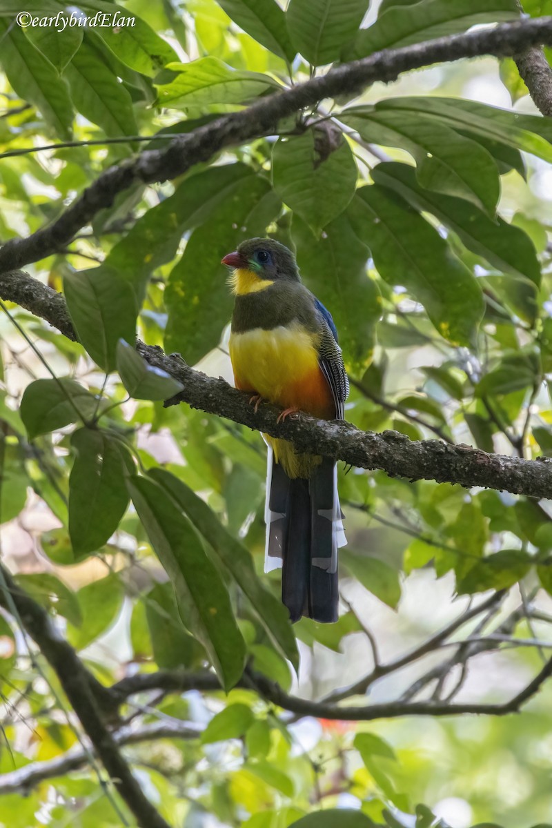 Javan Trogon - ML633948761