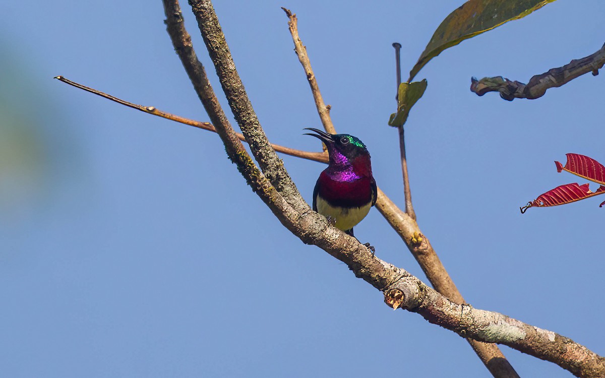 Crimson-backed Sunbird - ML633948763
