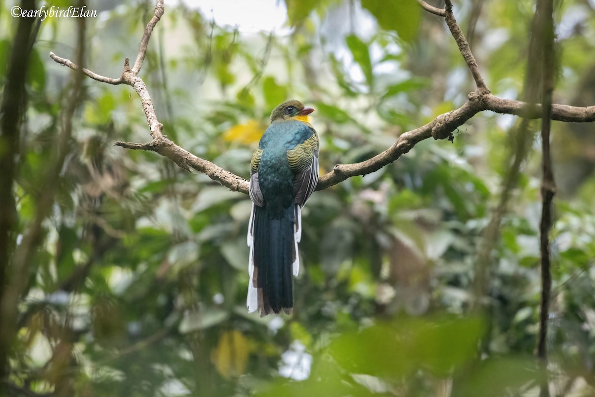 Javan Trogon - ML633948879