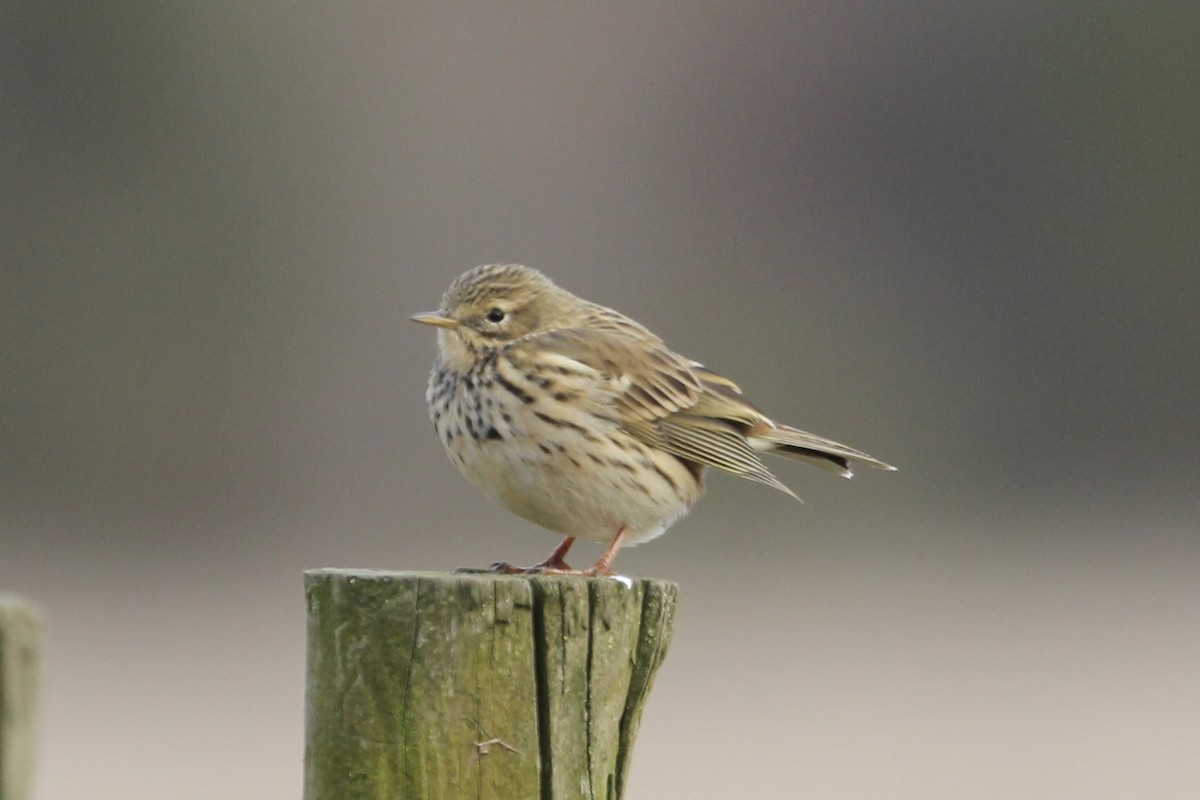 פפיון שדות - ML633948902