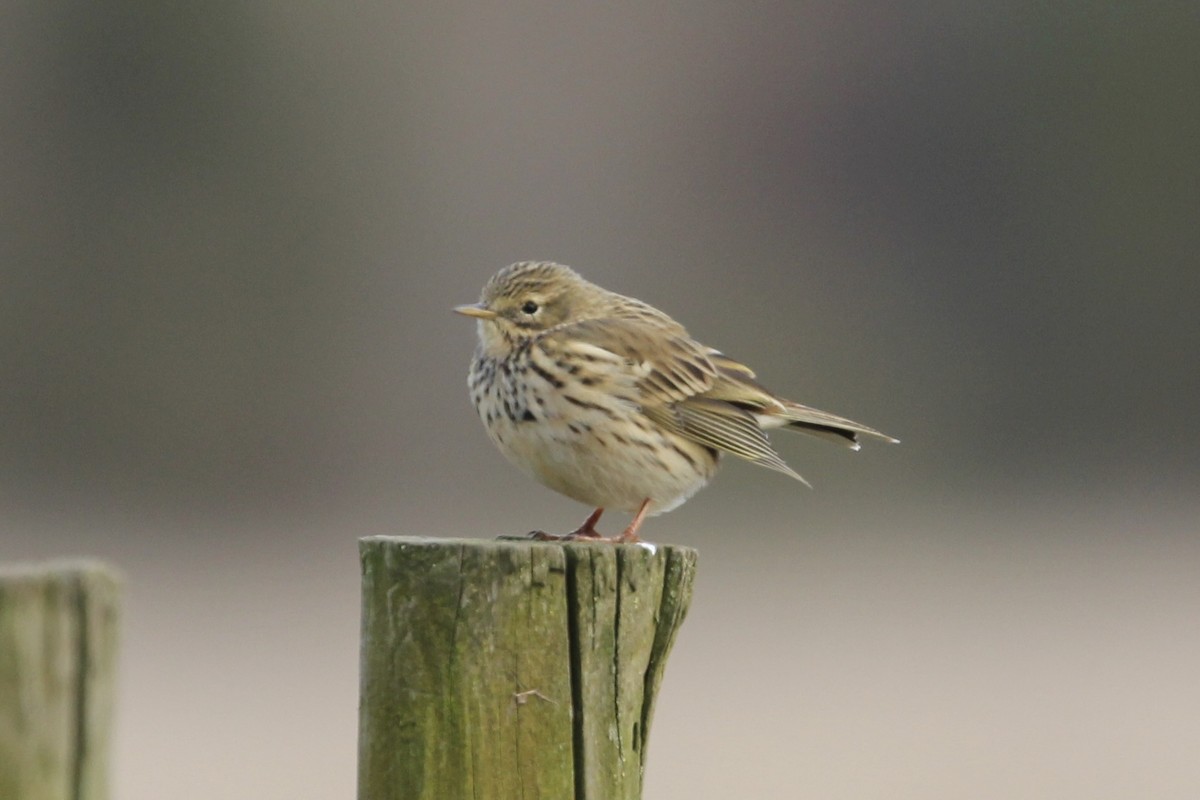 פפיון שדות - ML633948904