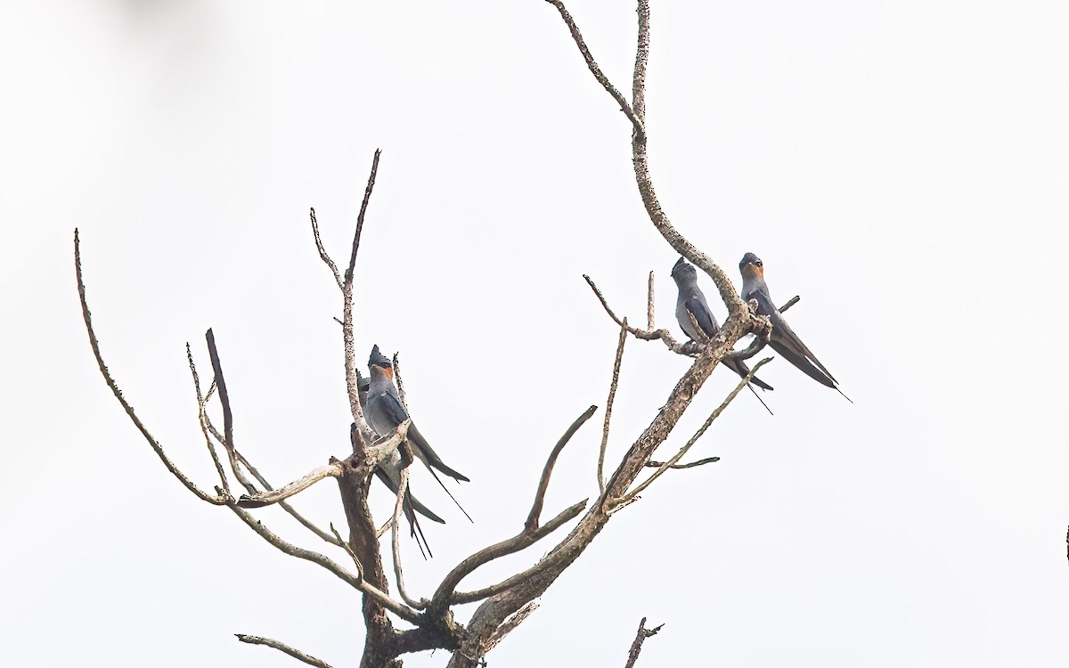Crested Treeswift - ML633948921