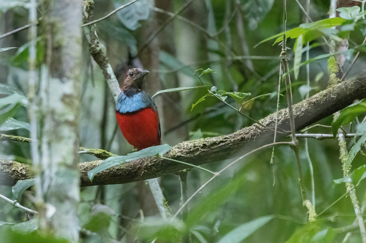 Papuan Pitta - ML633948933
