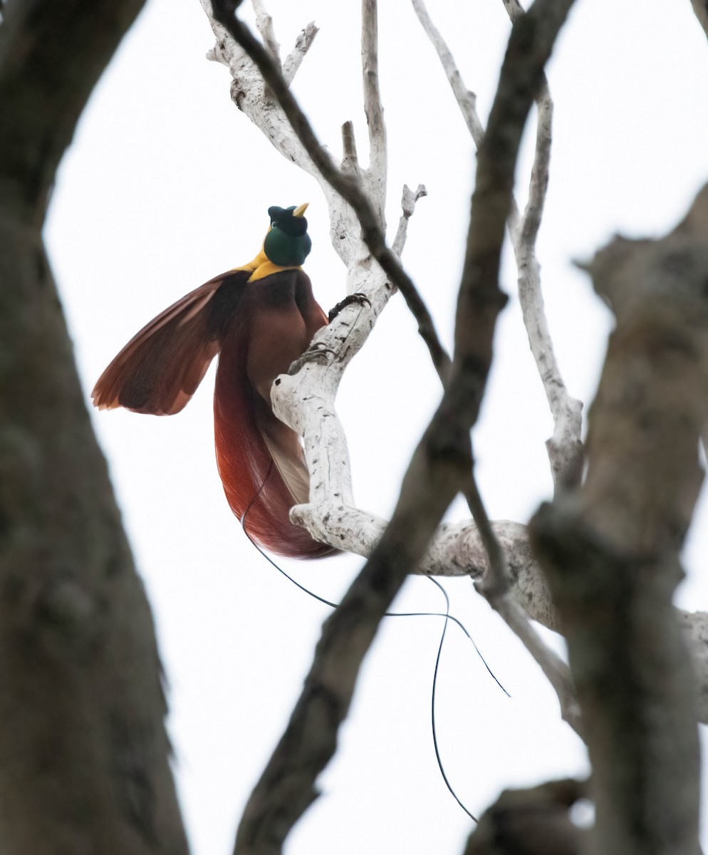 Red Bird-of-Paradise - ML633948988