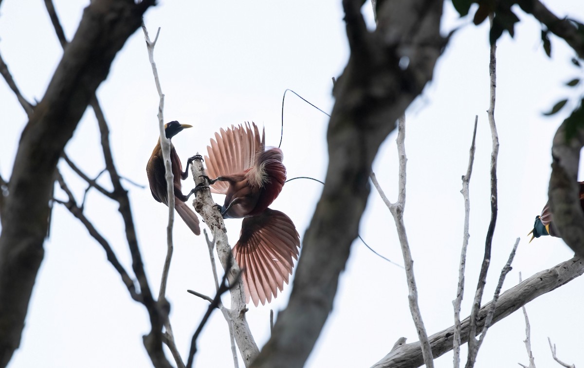 Red Bird-of-Paradise - ML633948992