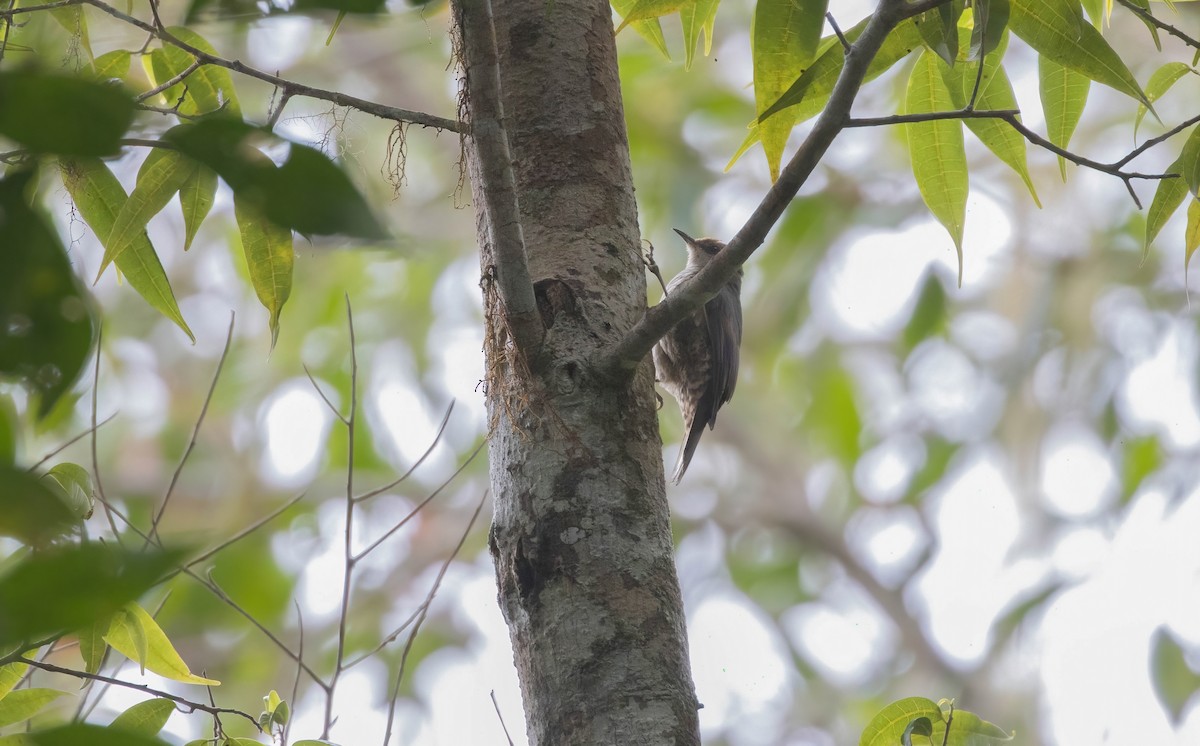 Papuan Treecreeper - ML633949128