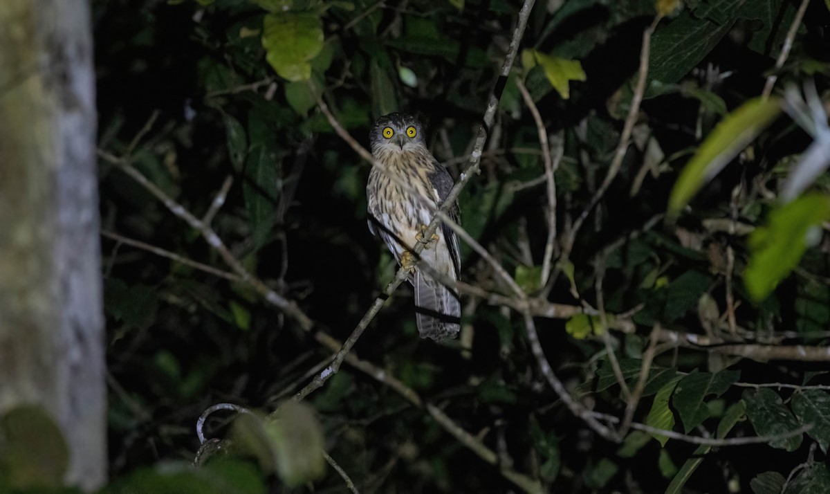 Papuan Owl - ML633949163