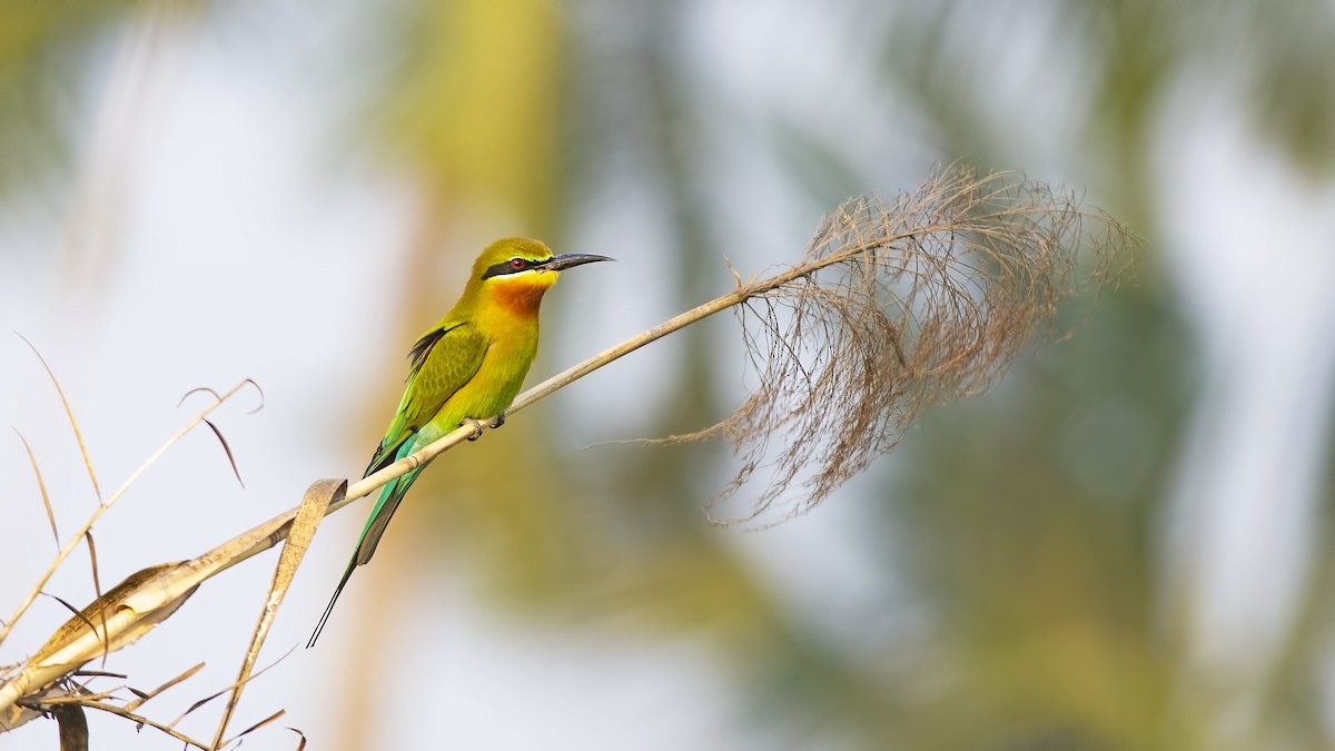Blue-tailed Bee-eater - ML633949196