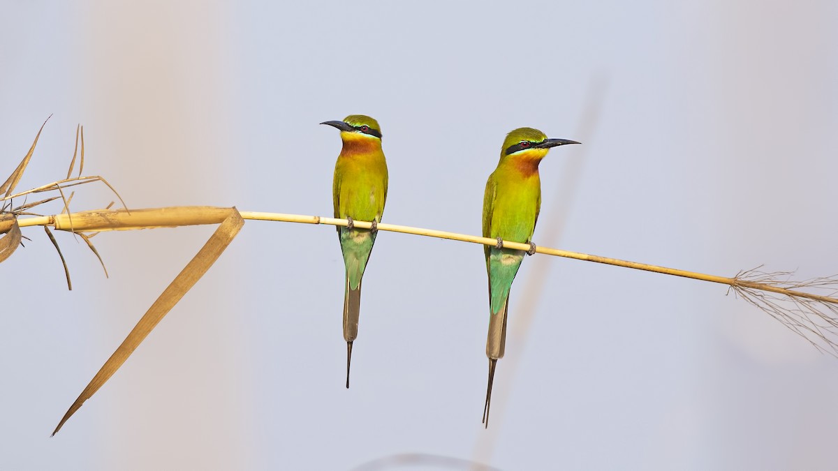 Blue-tailed Bee-eater - ML633949197