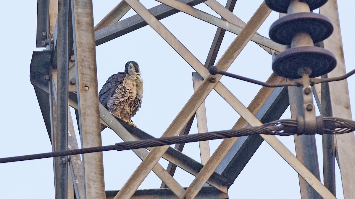 Peregrine Falcon - ML633949198
