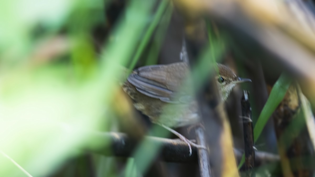 Baikal Bush Warbler - ML633949206