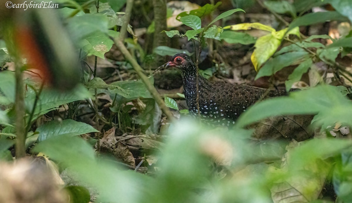 Nahan's Partridge - ML633949214