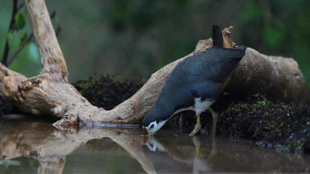 White-breasted Waterhen - ML633949255