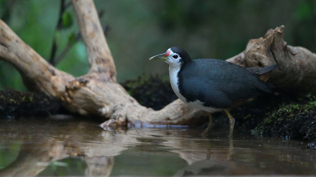 White-breasted Waterhen - ML633949264