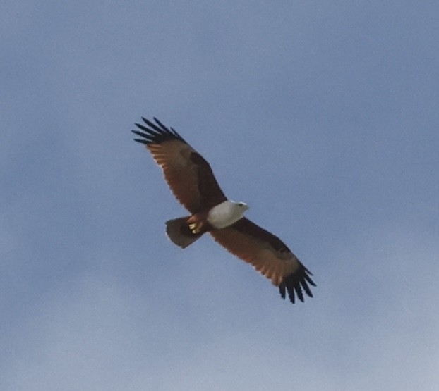 Brahminy Kite - ML633949346