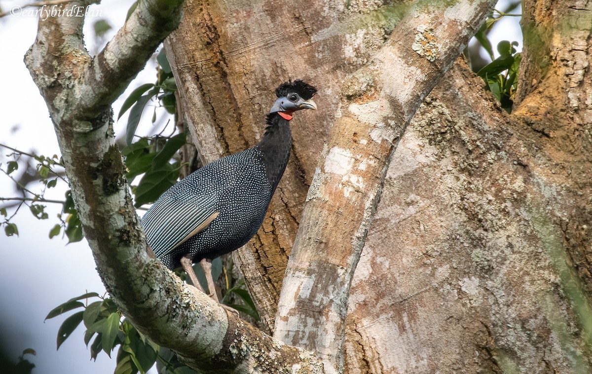 Western Crested Guineafowl - ML633949372