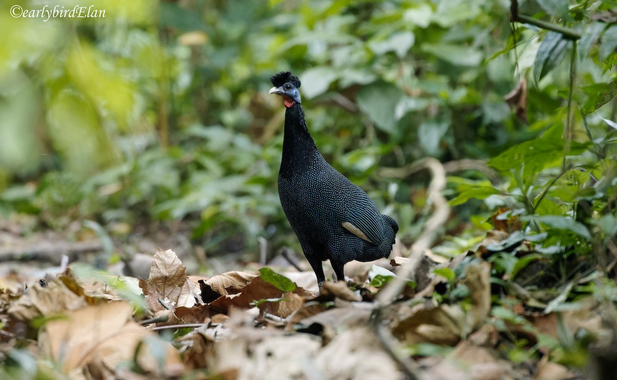 Western Crested Guineafowl - ML633949373