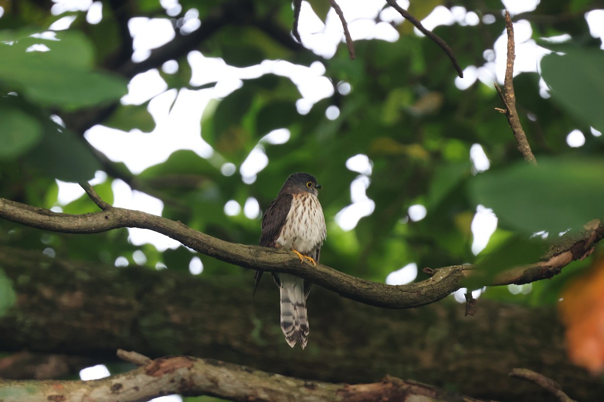 Hodgson's Hawk-Cuckoo - ML633949375